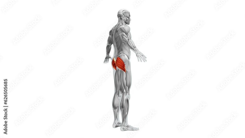 Anatomy of the Gluteus Maximus Muscles