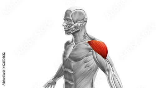 Anatomy of the Deltoid Muscles photo