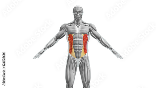 Anatomy of the External Oblique Muscles