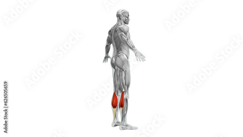 Anatomy of the Gastrocnemius Muscles photo