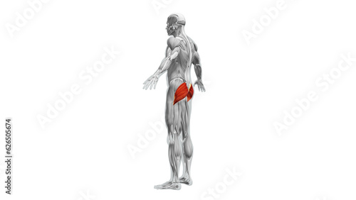 Anatomy of the Gluteus Maximus Muscles