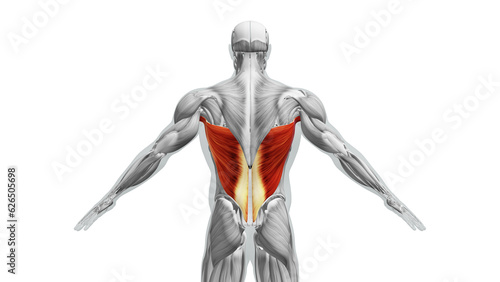Anatomy of the Latissimus Dorsi Muscles photo