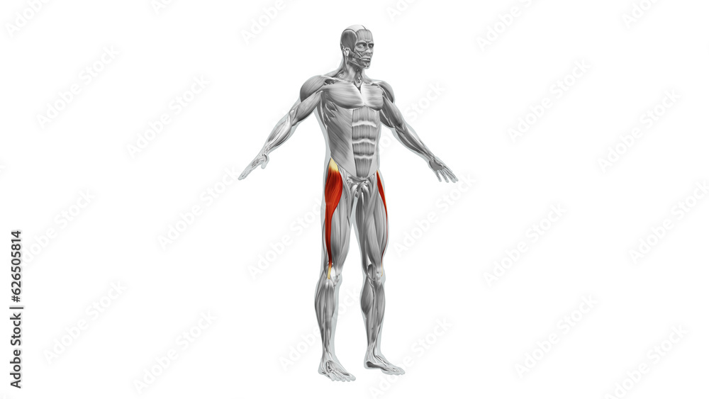 Anatomy of the Tensor Fasciae Latae Muscles