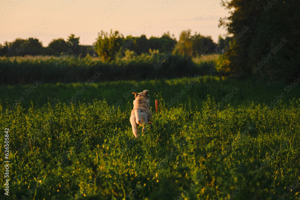 Active walk outside with a dog in the park in summer at sunset. A fawn Labrador runs through the green grass in a clearing for a round orange toy. The dog has fun playing. Rear view. Active walk outside with a dog in the park in summer at sunset. A fawn Labrador runs through the green grass in a clearing for a round orange toy. The dog has fun playing. Rear view.