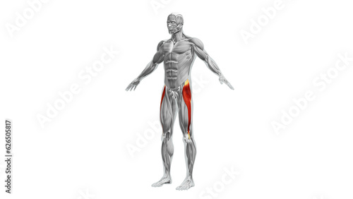 Photos Anatomy of the Tensor Fasciae Latae Muscles