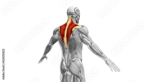 Anatomy of the Trapezius Muscles