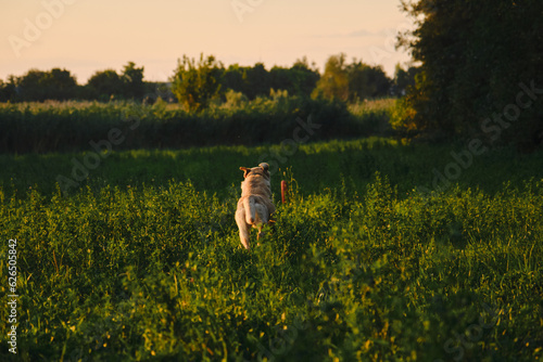 Active walk outside with a dog in the park in summer at sunset. A fawn Labrador runs through the green grass in a clearing for a round orange toy. The dog has fun playing. Rear view.