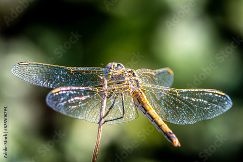 dragonfly on a branch