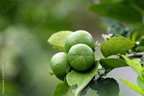 Lime's on the bush
