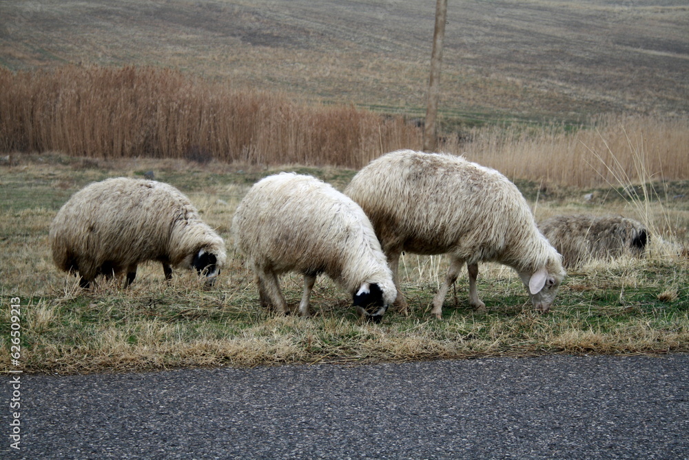 SHAHAP, Armenia - 12.06.2018: A flock of sheep walks on the grass by the road SHAHAP, Armenia - 12.06.2018: A flock of sheep walks on the grass by the road