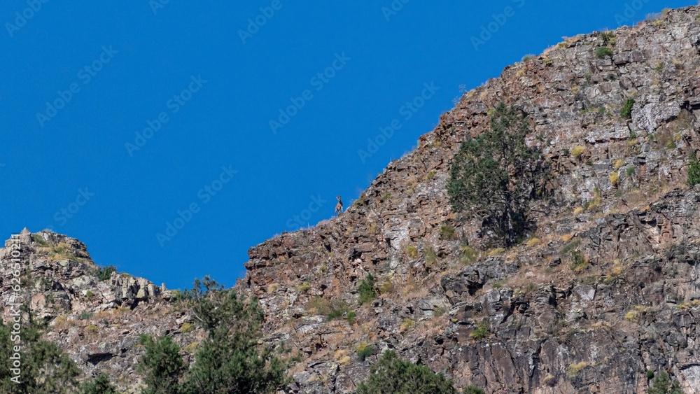 A couple of isolated Bezoar Goats in the far distance on a mountain rocky background- Armenia A couple of isolated Bezoar Goats in the far distance on a mountain rocky background- Armenia
