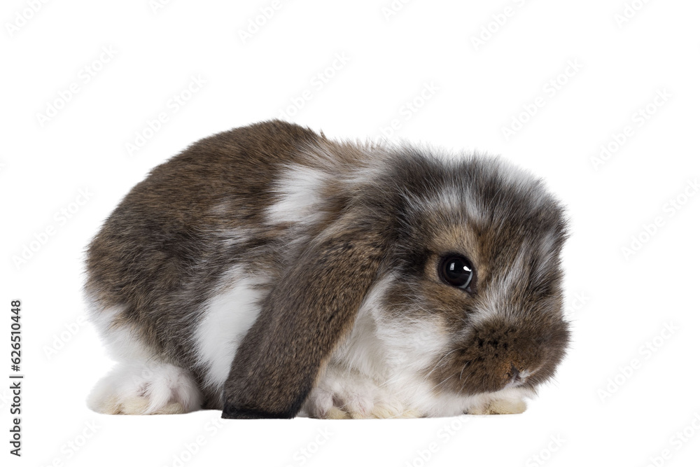 Brown with white spotted rabbit, sitting side ways. Looking towards camera. Isolated cutout on transparent background. Head down. Brown with white spotted rabbit, sitting side ways. Looking towards camera. Isolated cutout on transparent background. Head down.