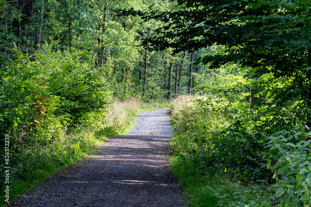 Breiter Weg durch einen Wald Breiter Weg durch einen Wald