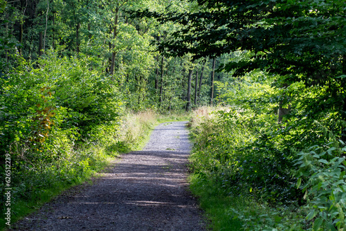 Breiter Weg durch einen Wald