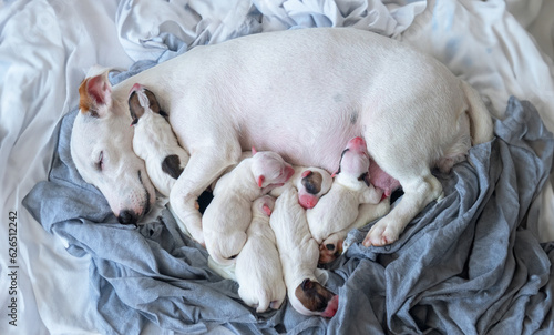 new born puppy safety sleep with mother