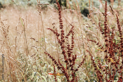 Waldpflanzen und Waldgräser im Spätsommer