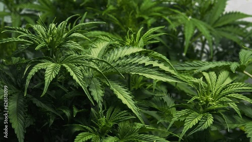 Cannabis plant in curative marijuana farm for medical hemp product. Indoor agriculture farm provide high quality medicinal cannabis production for health care and medicine uses. Weed leaf closeup