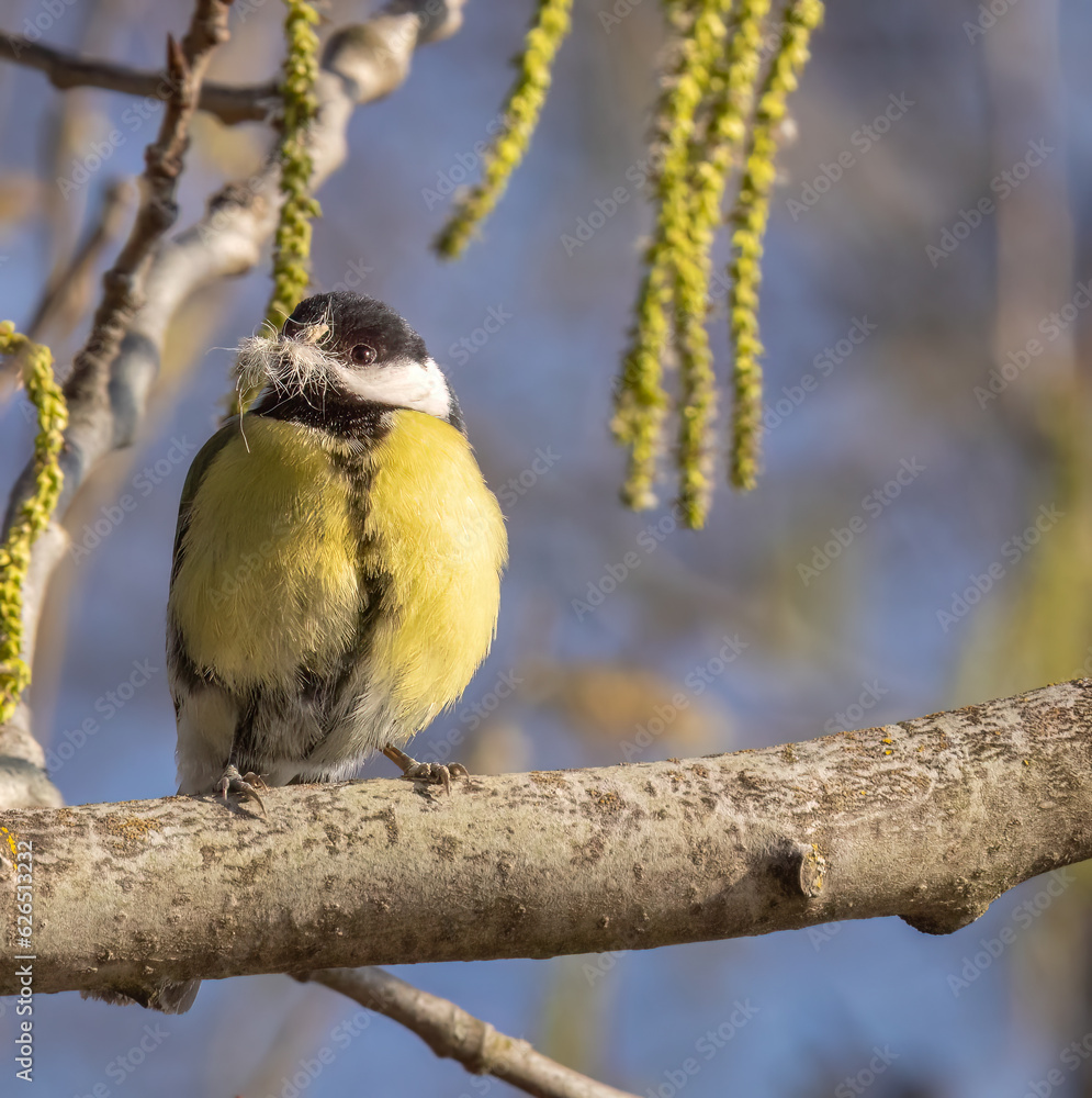 Naklejka premium Birds,Roe deers