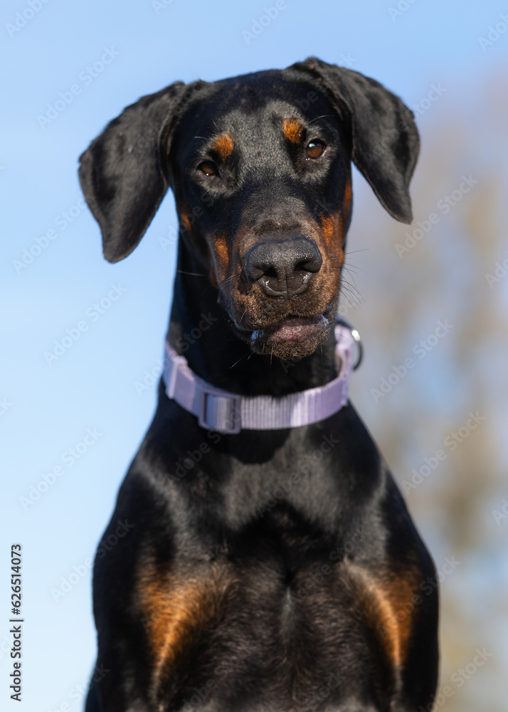 Doberman Doberman