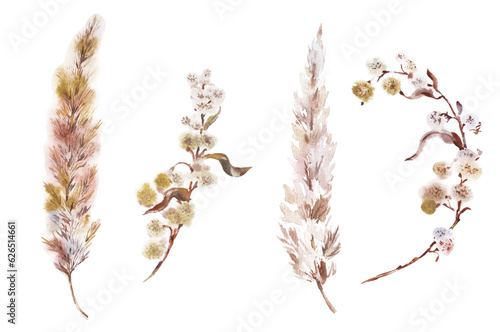 Fluffy dry spikelet painted in watercolor