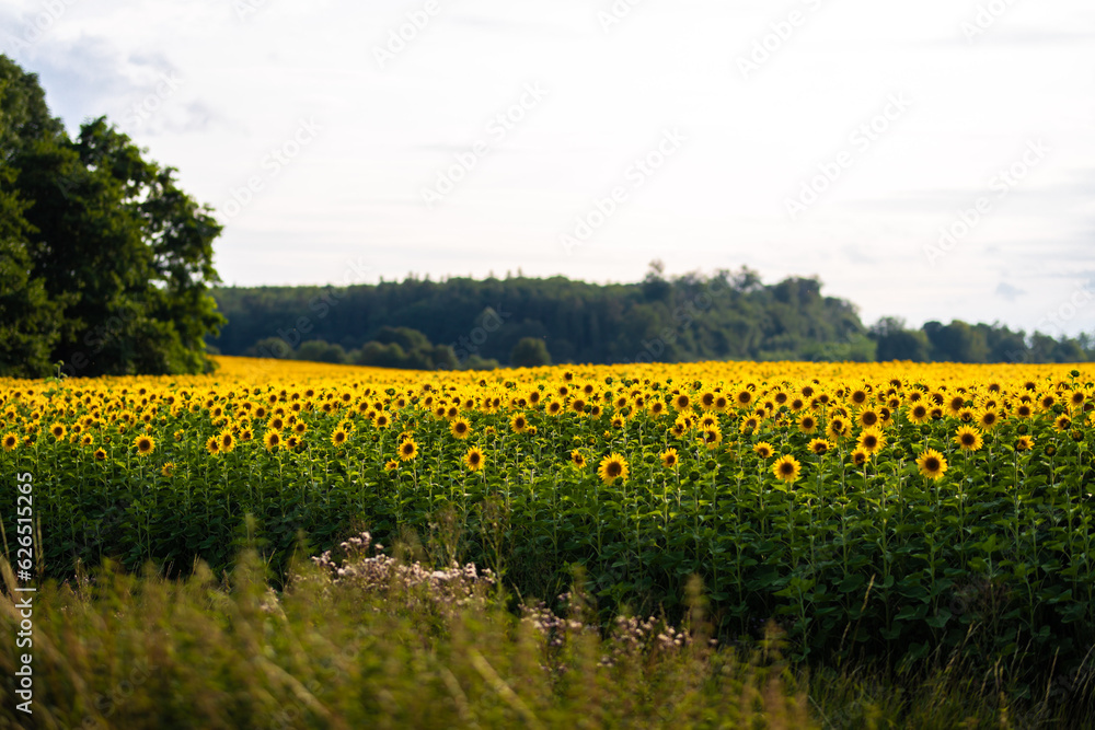 Blick über viele gelbe Sonnenblumen auf einem Acker