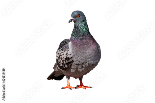 Full Body front view of pigeon bird standing isolate on transparent background,gray pigeon,PNG File