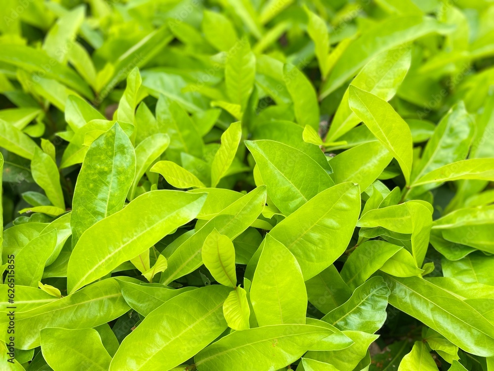 green leaves background green leaves background