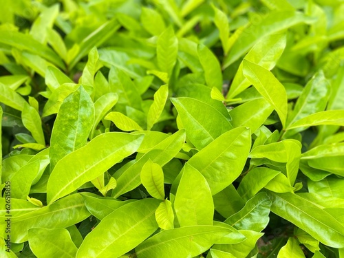 green leaves background