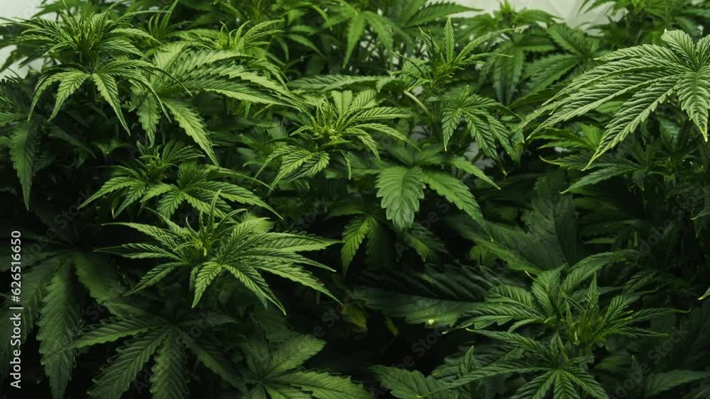 Marijuana cannabis hemp plants in indoor growing facility. Concept of herbal alternative medicine, cbd oil, pharmaceptical industry. Ganja cultivation farm Marijuana cannabis hemp plants in indoor growing facility. Concept of herbal alternative medicine, cbd oil, pharmaceptical industry. Ganja cultivation farm