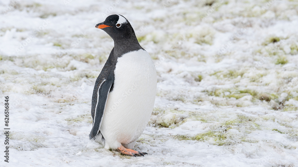 Fototapeta premium Close up portrait of one gentoo penguin walking in the snow of Antarctica