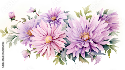 pink asters flowers on the white background