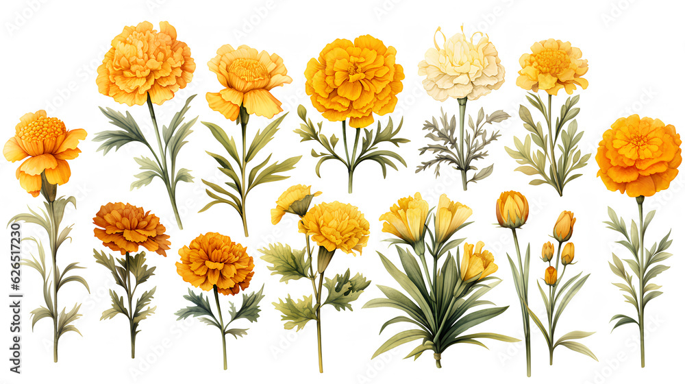 watercolor set of yellow and orange marigold, isolated on a white background
