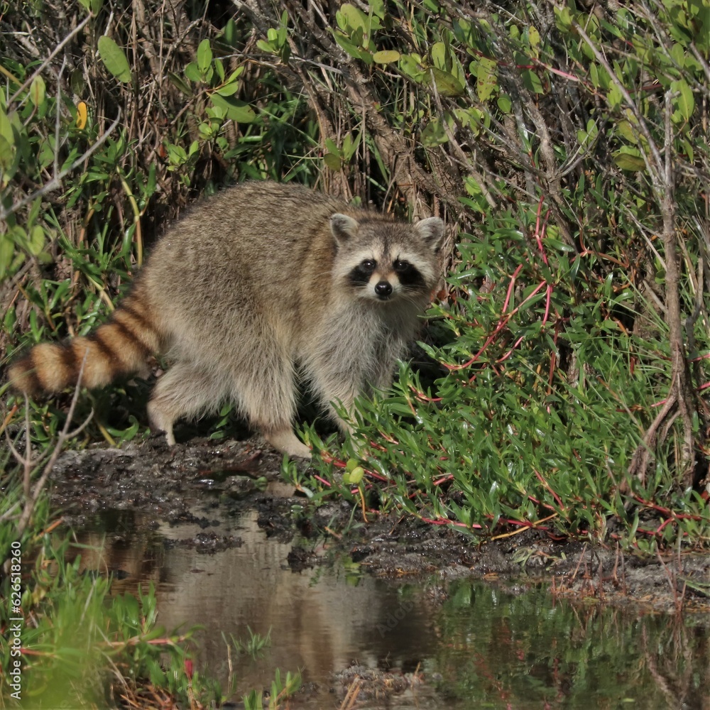 Fototapeta premium Raccoon Stare Down Merritt Island NWR Florida