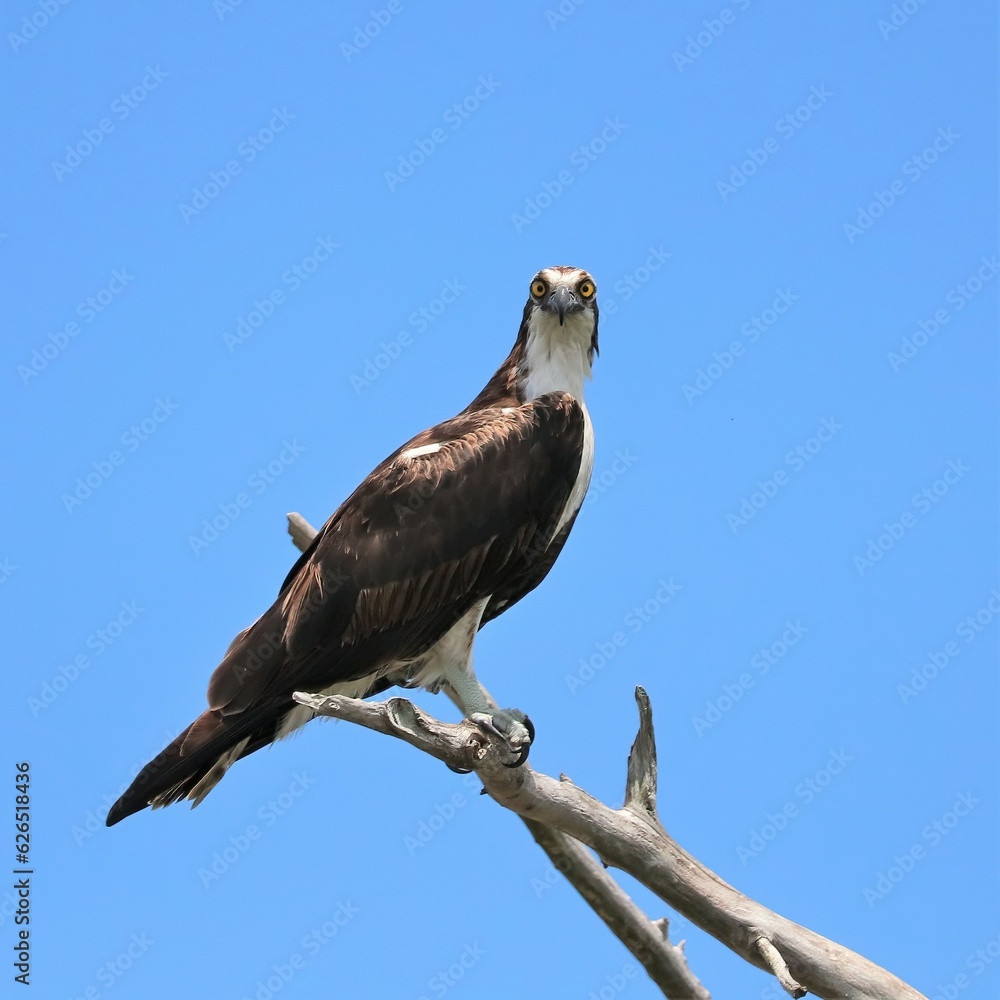 Osprey Perched Merritt Island NWR Florida Osprey Perched Merritt Island NWR Florida