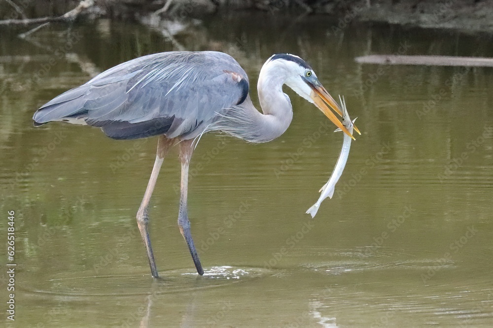 Naklejka premium Merritt Island NWR Florida Great Blue Heron Needlefish Catch 