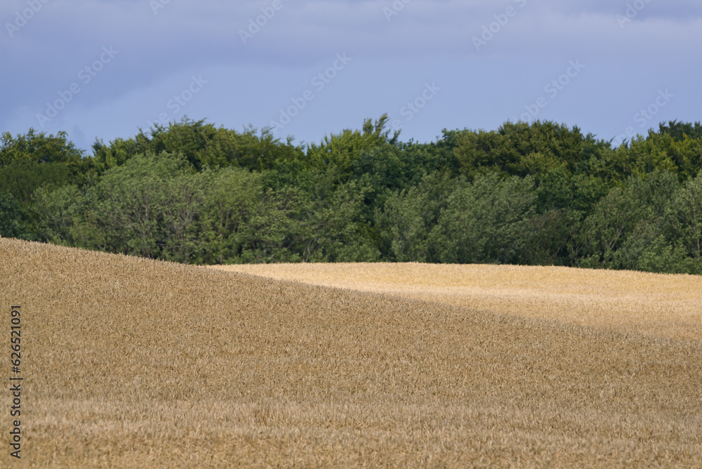 FARMLAND - Grain in the field ready for harvest
