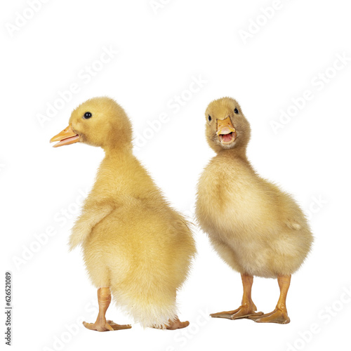 Obraz na plátne Two cute 3 day old Peking duckling standing facing front and backwards Beak open