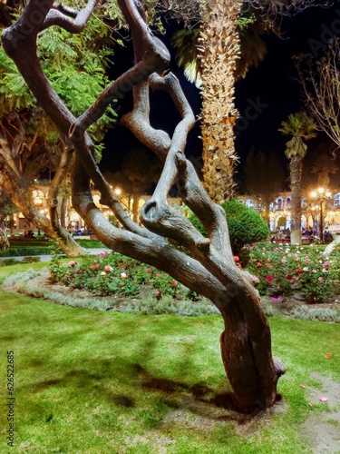 Grand jardin de plantes, d'arbustes et de végétation péruvienne avec cocotier, en pleine soirée ou nuit, éclairé par des lampadaires ou lanternes urbaines, beauté naturelle et nocturne, Arequipa Perou