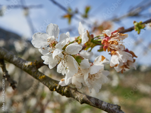 Cherry blossoms in the Gallinera Valley, Alicante, Spain photo