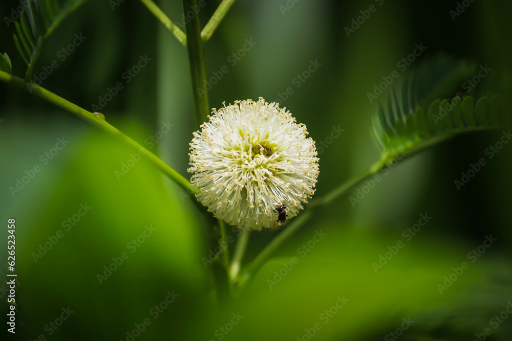 Leucaena leucocephala, a white flower in the forest Leucaena leucocephala, a white flower in the forest
