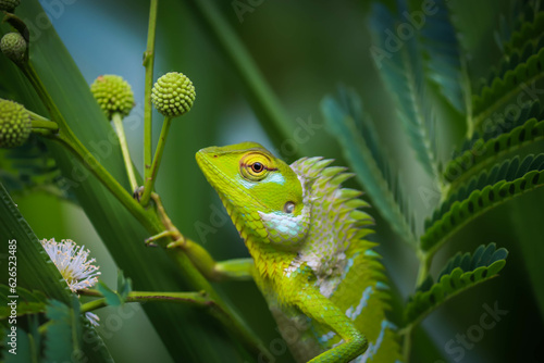 Arid Lizard in the green forest