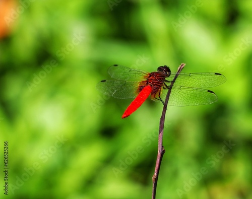 Red Dragonfly on a Branch: The scarlet skimmer or ruddy marsh skimmer, Crocothemis servilia, is a species of dragonfly of the family Libellulidae. Commonly known as Red Dragon Fly. © S. Bristy