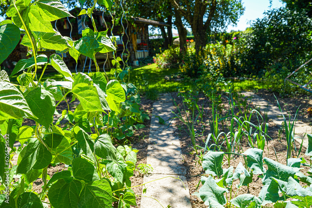 vegetables in the Garden on a sunny Day vegetables in the Garden on a sunny Day
