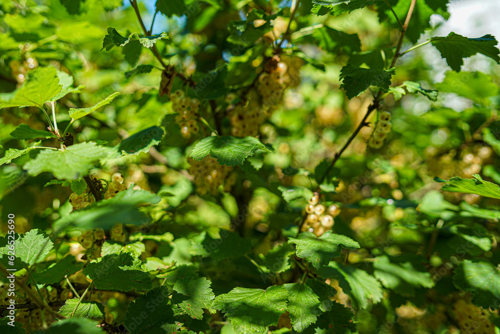 vegetables in the Garden on a sunny Day vegetables in the Garden on a sunny Day