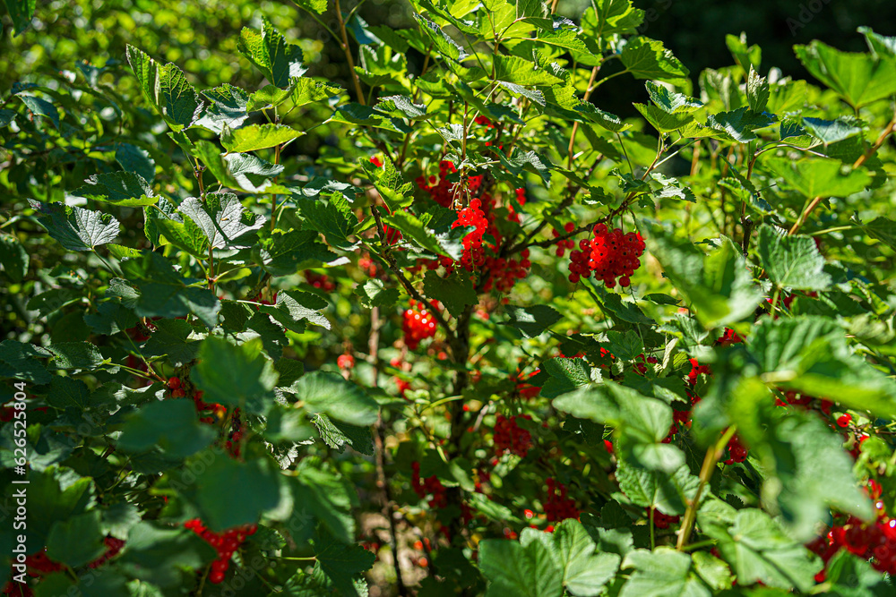 white and red Currants in the Garden on a sunny Day. white and red Currants in the Garden on a sunny Day.
