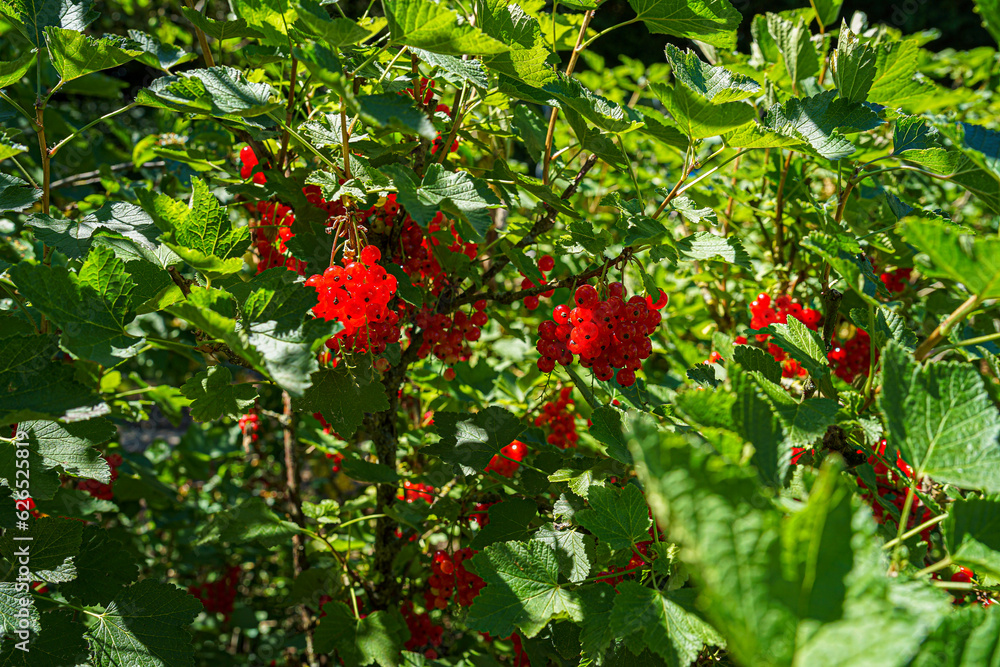 white and red Currants in the Garden on a sunny Day.