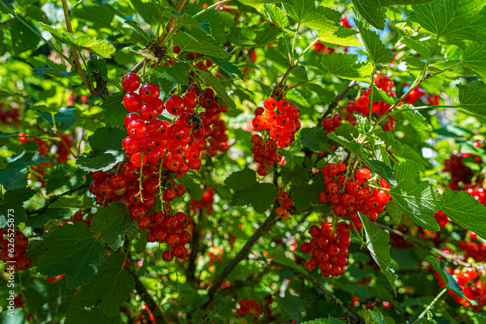 white and red Currants in the Garden on a sunny Day.