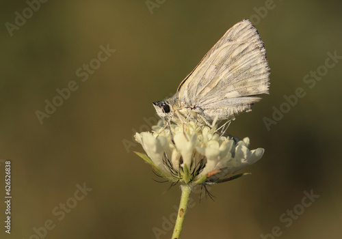 Syrian Hoppy Butterfly (Muschampia nomas) photo