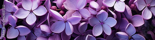 Lilac  Best Website Background  Hd Background  Background For Computers Wallpaper