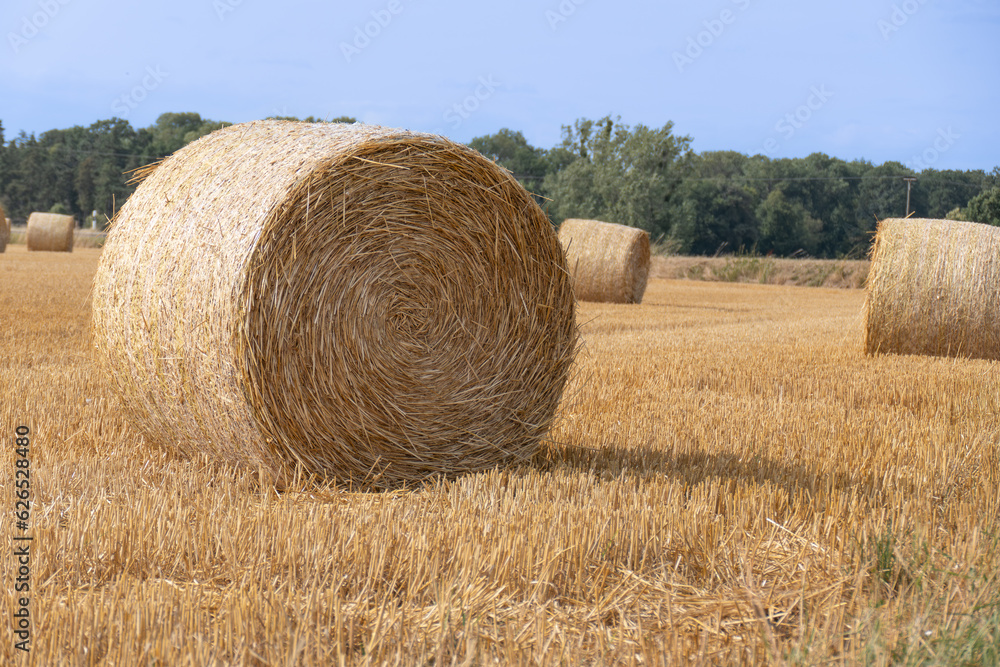 The baler, straw bales, Bales of Hay, Round Bales